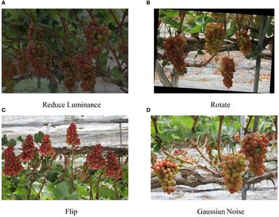 A lightweight grape detection model in natural environments based on an enhanced YOLOv8 framework